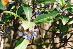 Tasmannia purpurascens April 2002.jpg