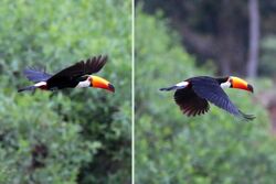 Montage of two photos of a toco toucan in flight