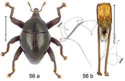 Trigonopterus obelix Riedel.jpg