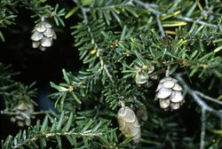 Tsuga canadensis cones.jpg