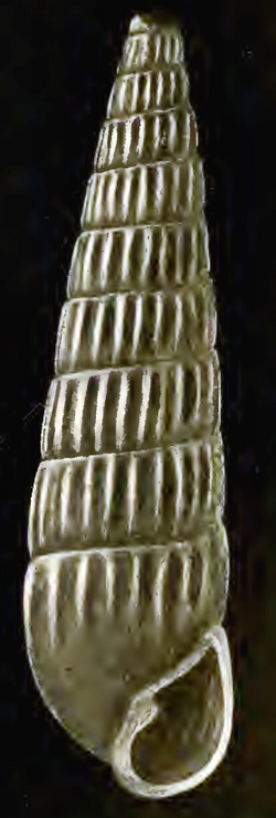 Turbonilla garrettiana 001.png