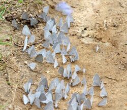 Udara dilectus puddling.jpg