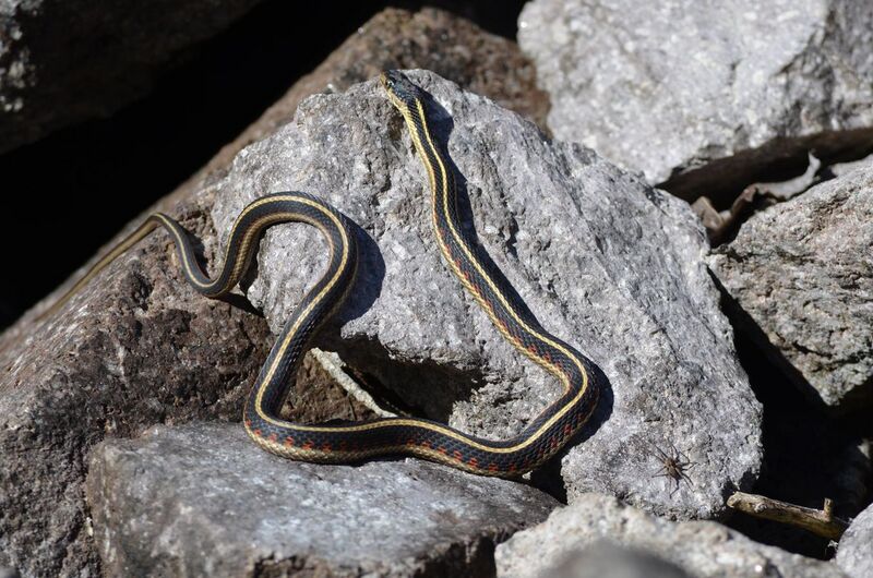 File:Valley Garter Snake- Thamnophis sirtalis fitchi (9401040521).jpg