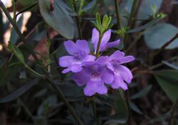 Westringia crassifolia.jpg