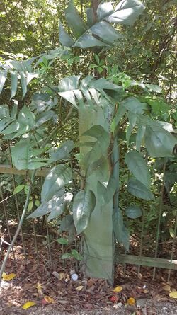 Wild Epipremnum pinnatum (tibatib) - Misamis Oriental, Philippines 04.jpg