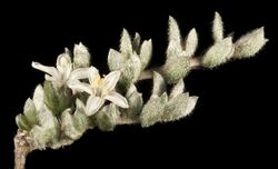 Wilsonia humilis - Flickr - Kevin Thiele.jpg