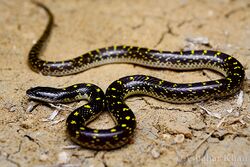 Yellow spotted wolf snake Lycodon flavomaculatus by Ashahar Khan Amravati.jpg