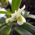 石斛蘭屬 Dendrobium oligophyllum -香港嘉道理農場 Kadoorie Farm, Hong Kong- (9670264347).jpg