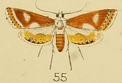 055-Aulacodes lunalis Kenrick, 1907.JPG
