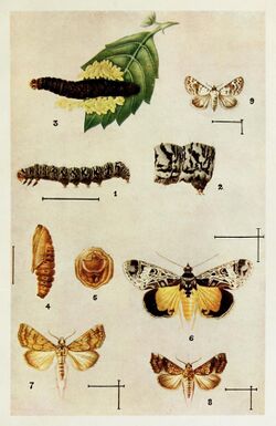 30-Indian-Insect-Life - Harold Maxwell-Lefroy - Noctuidae.jpg