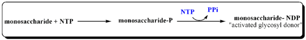 Activation of Monosaccharides