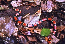 Allen's Coral Snake (Micrurus alleni) on the trail (24243624333) (cropped).jpg