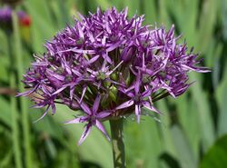 Allium atropurpureum 2012.jpg