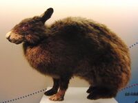A taxidermy of a large rabbit with dark brown fur, small, thin ears and an elongated, rodent-like face.