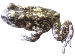 Amietophrynus perreti Onadeko et al. 2014 Zoosystematics and Evolution.jpg