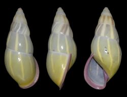 Amphidromus ngocanhi.jpg