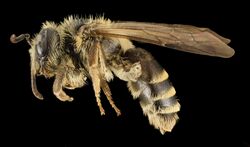 Andrena nebecula, F, Side, MD, Anne Arundel 2014-02-11-16.56.48 ZS PMax (12543099053).jpg