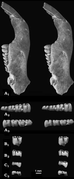 Apeomyoides-fig2.png