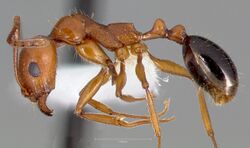 Aphaenogaster uinta casent0005727 profile 1.jpg