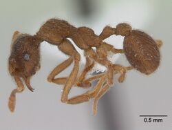 Apterostigma pilosum casent0173821 profile 1.jpg