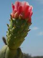 Austrocylindropuntia subulata 01.JPG