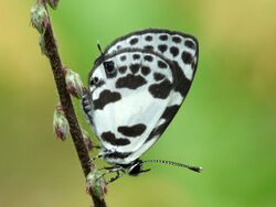 Banded Blue Pierrot Discolampa ethion by kadavoor.JPG