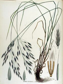 Bromus arvensis — Flora Batava — Volume v15.jpg