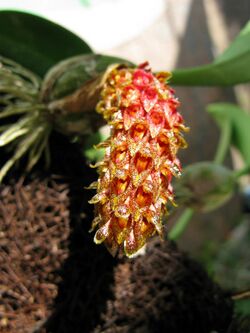 Bulbophyllum crassipes - Flickr 003.jpg