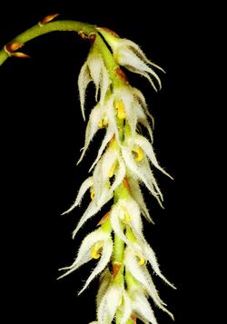 Bulbophyllum hirtum Orchi 6059.jpg