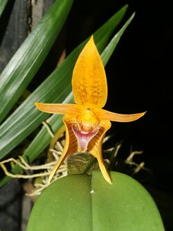 Bulbophyllum smitinandii Orchi 30.jpg