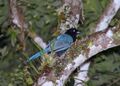 Bushy-crested Jay 2496235716.jpg