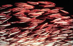 Californian anchovies.jpg