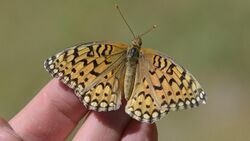 Callippe Fritillary (14427744069).jpg