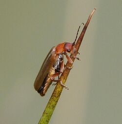 Cantharis pallida probably - Flickr - gailhampshire (1).jpg