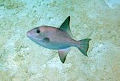 Canthidermis sufflamen (ocean triggerfish) (San Salvador Island, Bahamas) 1 (15965263309).jpg