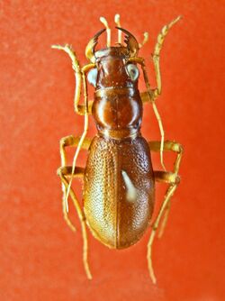 Carabidae - Megacephala megacephala.JPG