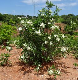 Carphalea pubescens - shrub (11774100775).jpg