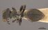 Cephalotes coffeae CASENT0919595 dorsal.jpg