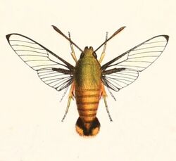 Cephonodes janus simplex 1894.jpg