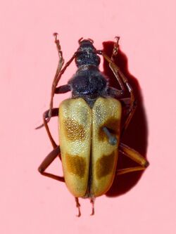 Cerambycidae - Pachyta quadrimaculata.jpg