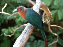 Chestnut-breasted Malkoha San Deigo Zoo 2009.jpg