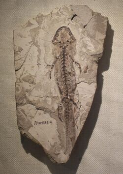 Chunerpeton-Beijing Museum of Natural History.jpg