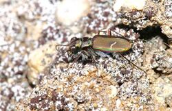 Cicindela purpurea 4726358.jpg