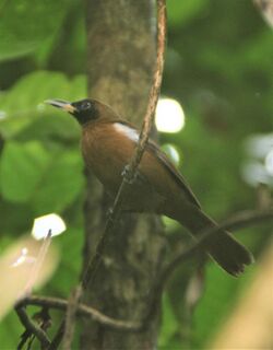 Clytorhynchus hamlini imported from iNaturalist photo 23318851 on 3 April 2021.jpg