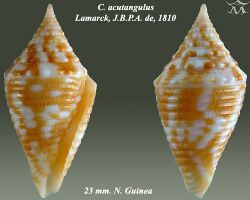 Conus acutangulus 1.jpg