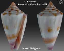 Conus floridulus 1.jpg