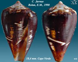 Conus furnae 1.jpg