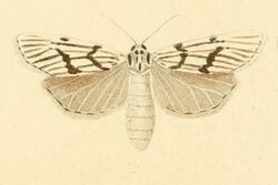 Coscinia bifasciata.jpg