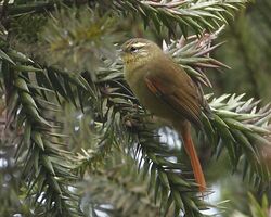 Cranioleuca obsoleta - Olive Spinetail; Urupema, Santa Catarina, Brazil.jpg