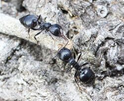 Crematogaster peringueyi, workers, Peter Slingsby, a.jpg